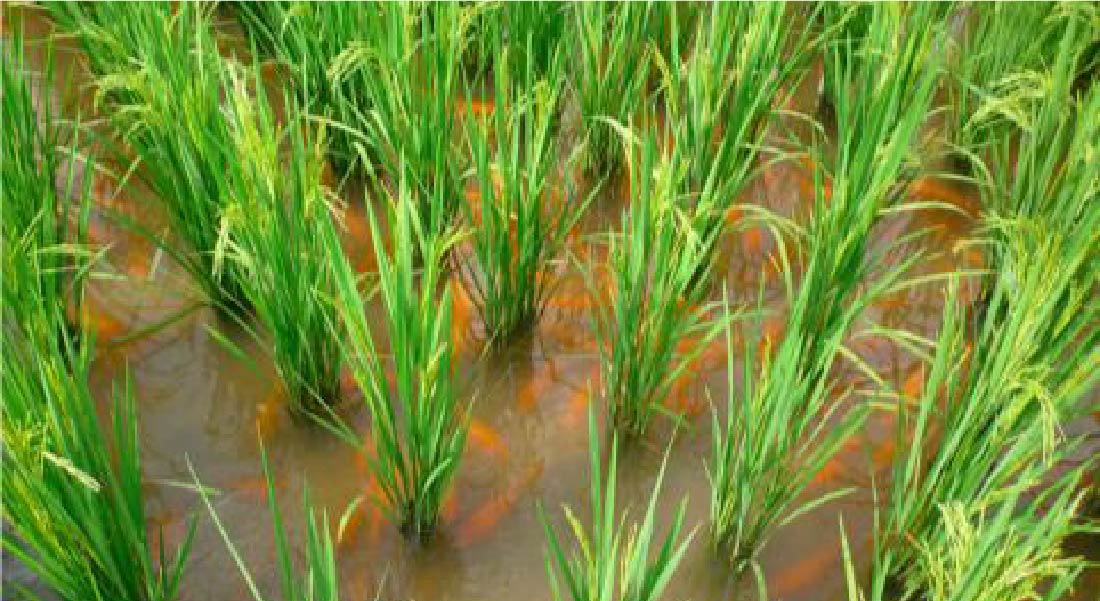 Rice-Fish Agriculture