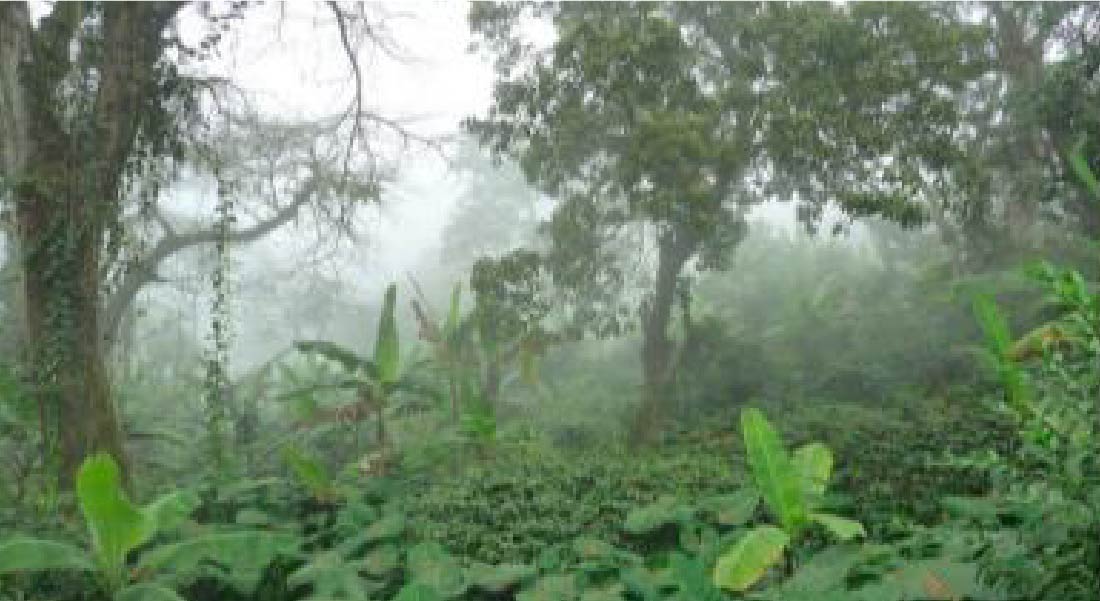 Shimbwe Juu Kihamba Agro-forestry Heritage Site